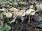 Büdös őzlábgomba (Lepiota cristata), Kisoroszi